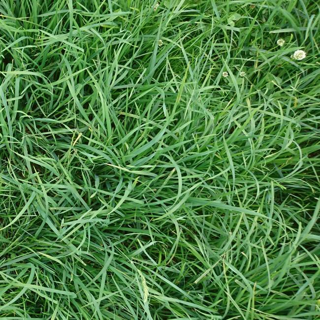 Invincible grass seed mix