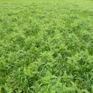 N-Rich (forage Rye and Winter Vetch mixture)