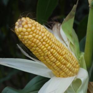 Sergio Maize Variety from Field Options Ltd