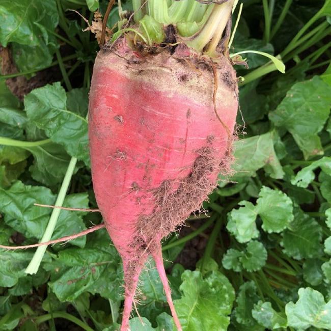 Goldimo Fodder Beet Square