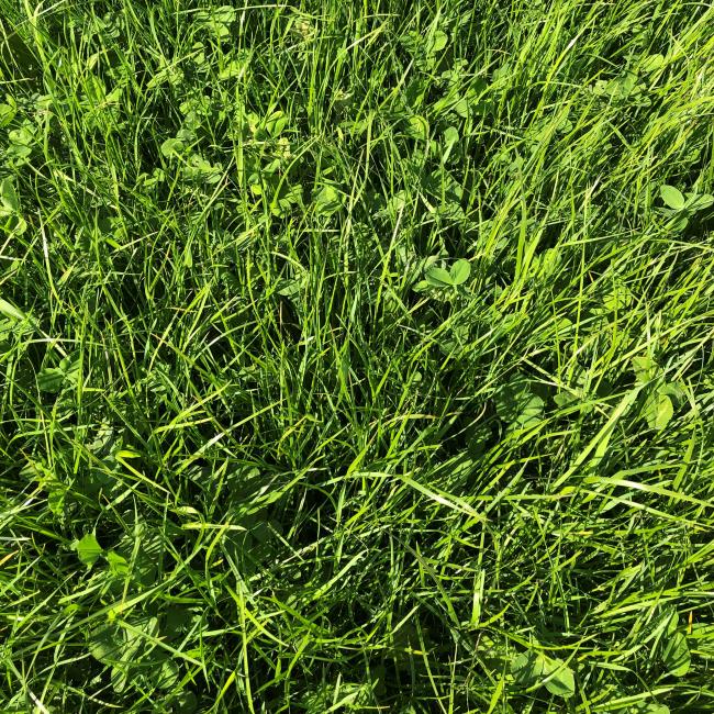 Highlander Grass mix