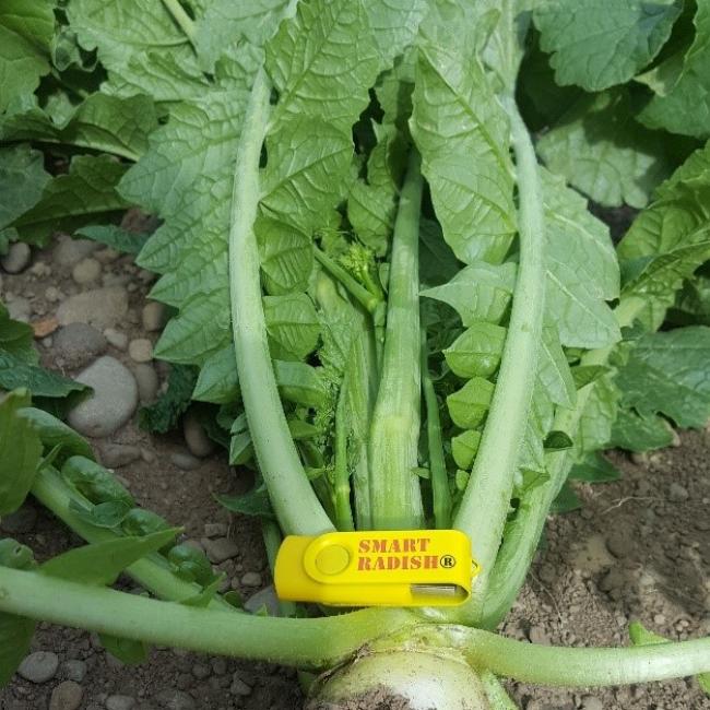 Smart Radish - Field Options